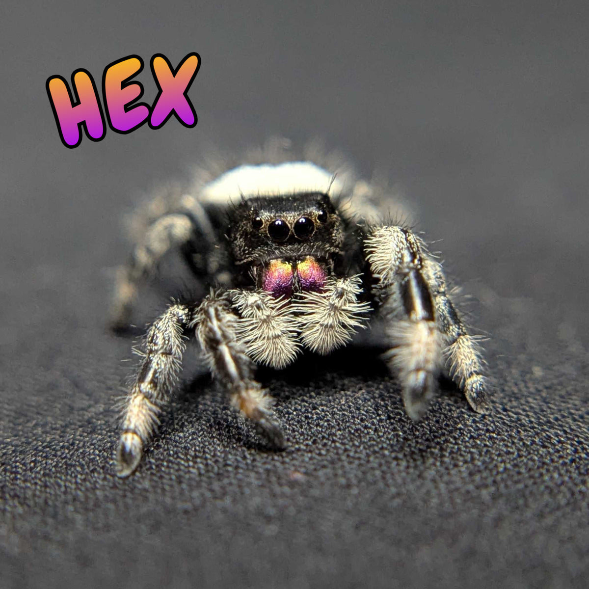 Regal Jumping Spider "Hex"