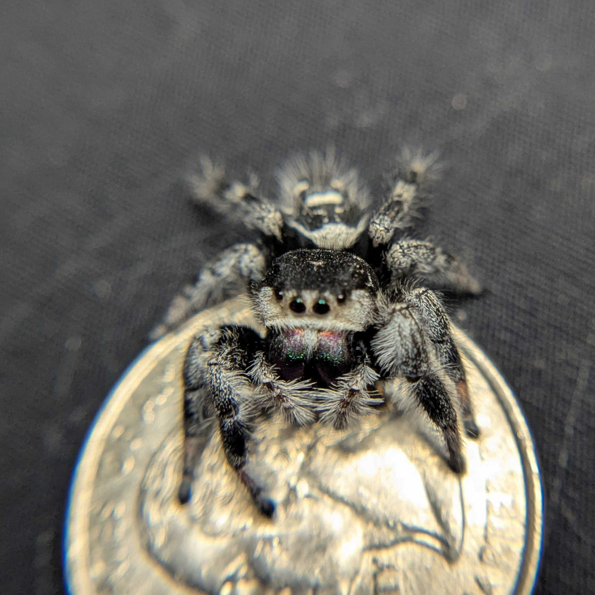 Regal Jumping Spider “Vera”