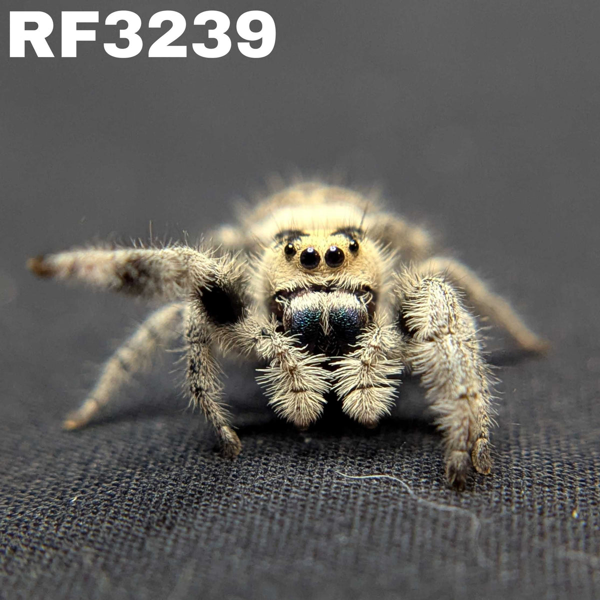 Regal Jumping Spider "Pecan"