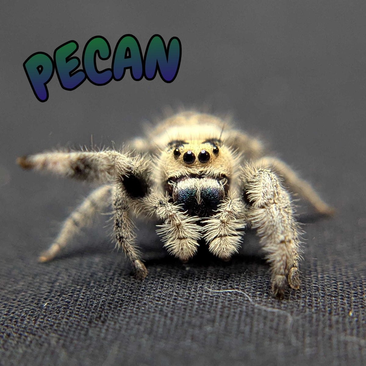 Regal Jumping Spider "Pecan"