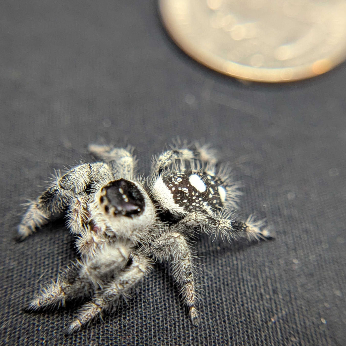 Regal Jumping Spider "Jam"