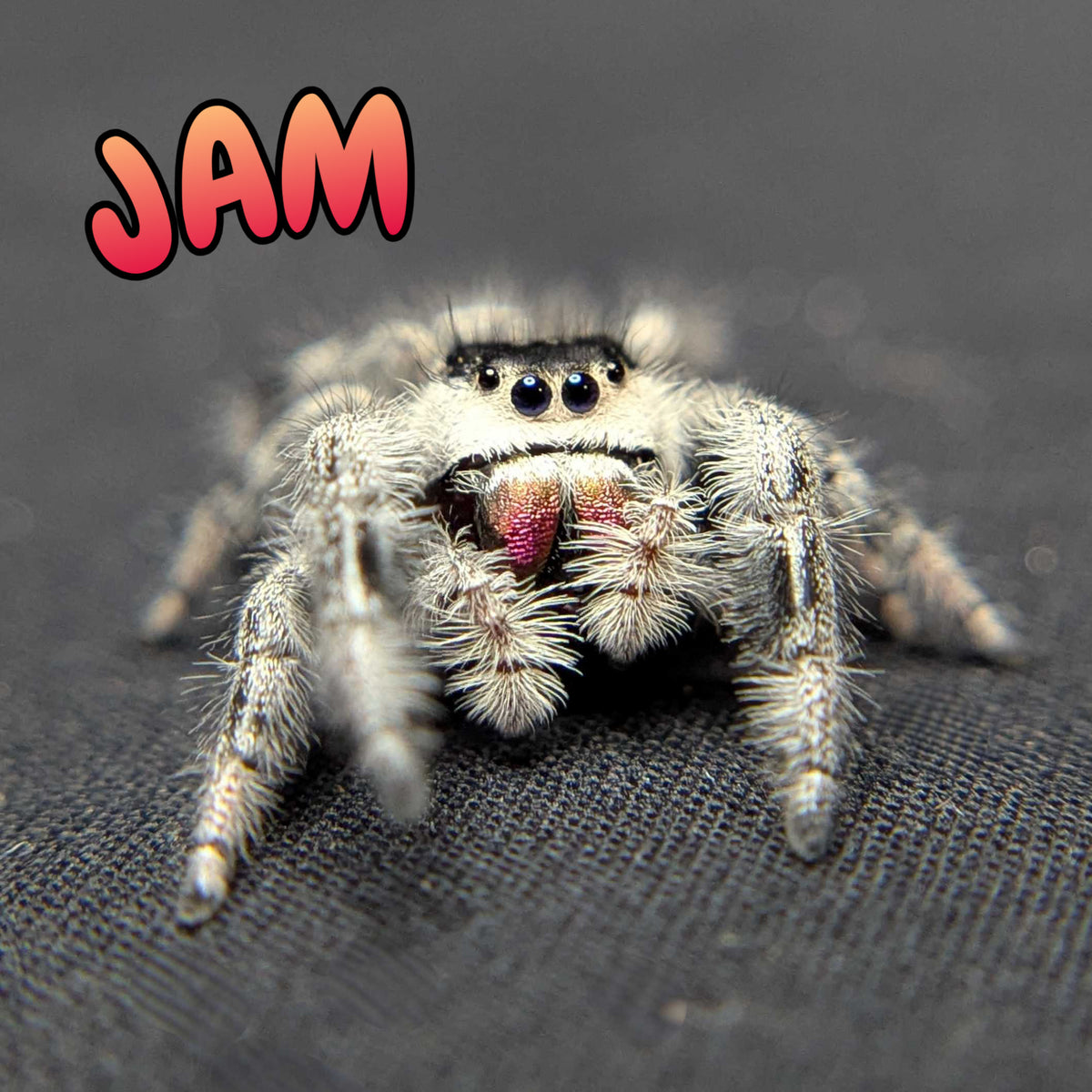 Regal Jumping Spider "Jam"
