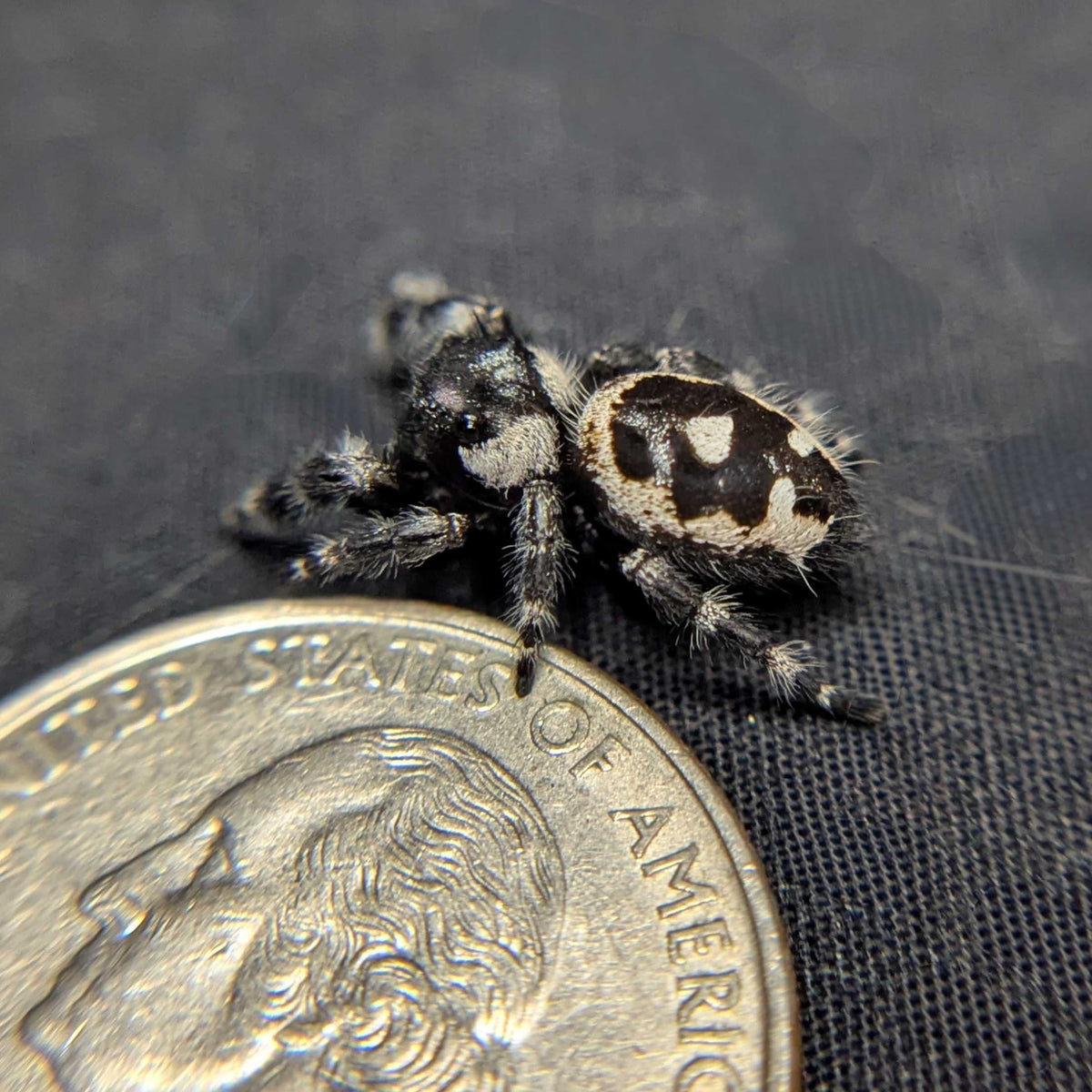 Audax Bryantae Jumping Spider “Scarecrow”
