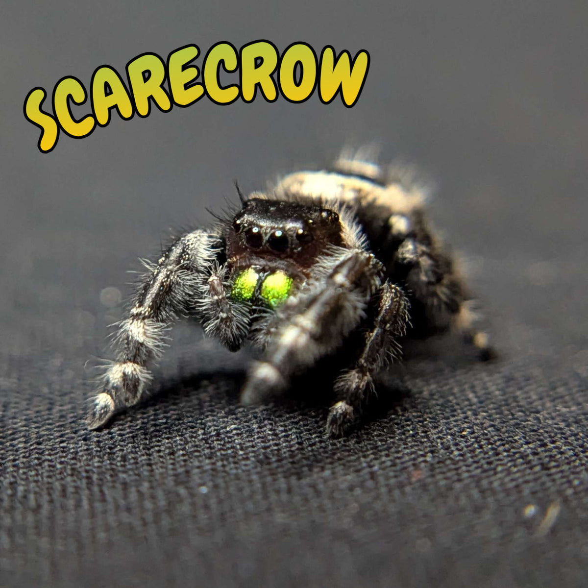 Audax Bryantae Jumping Spider “Scarecrow”
