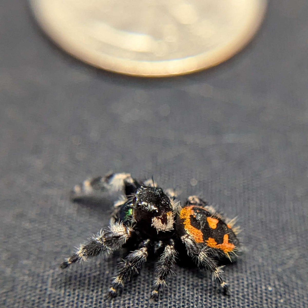 Audax Bryantae Jumping Spider “Jack-O’-Lantern”