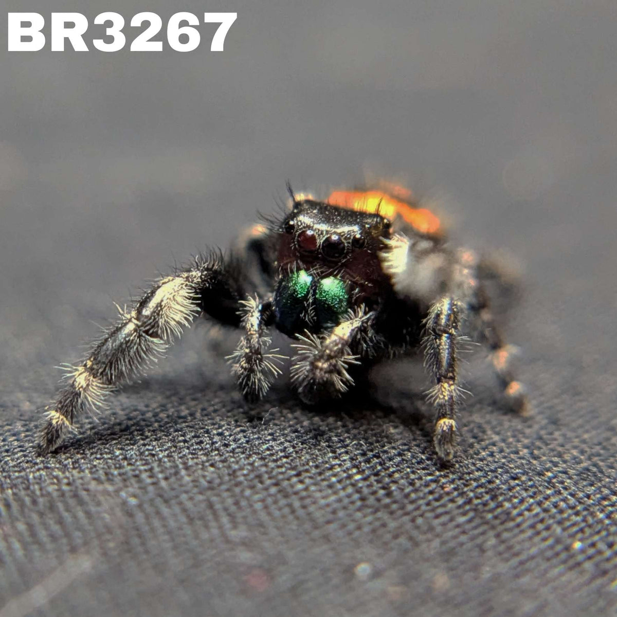 Audax Bryantae Jumping Spider “Jack-O’-Lantern”