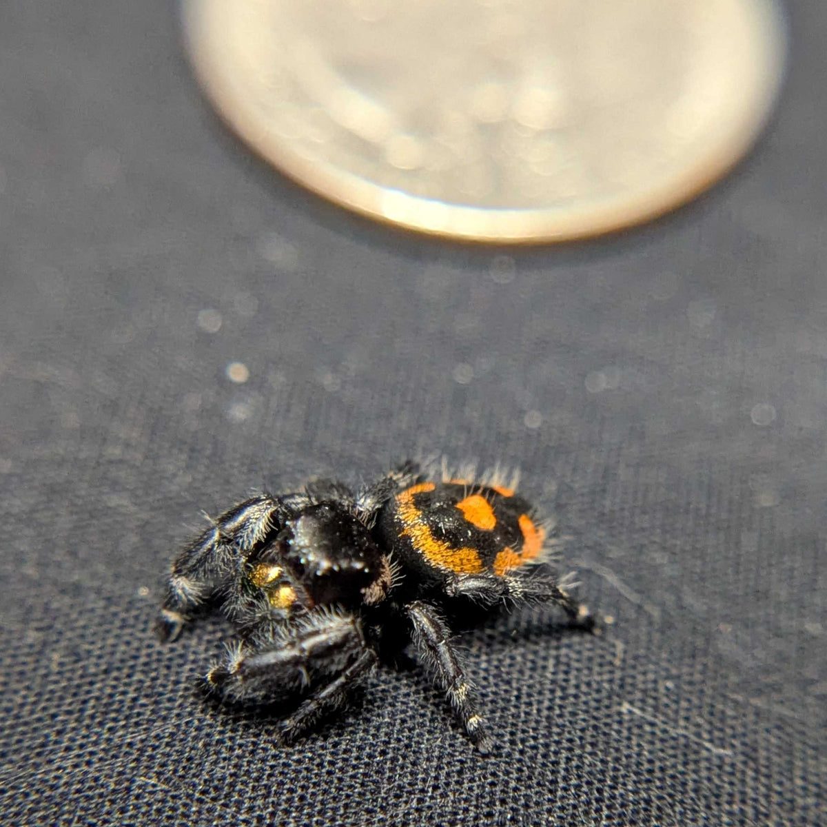 Audax Bryantae Jumping Spider "Halloween"