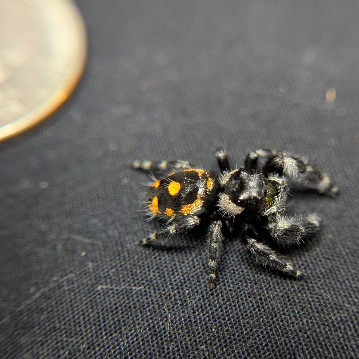 Audax Bryantae Jumping Spider “Pumpkin King”