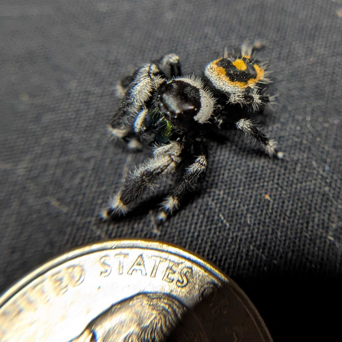 Audax Bryantae Jumping Spider “Thackery”