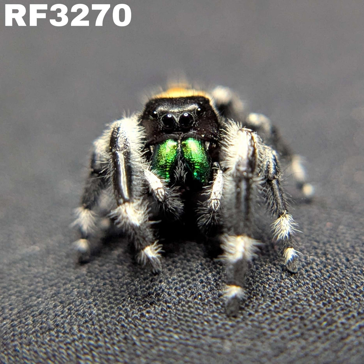 Audax Bryantae Jumping Spider “Thackery”