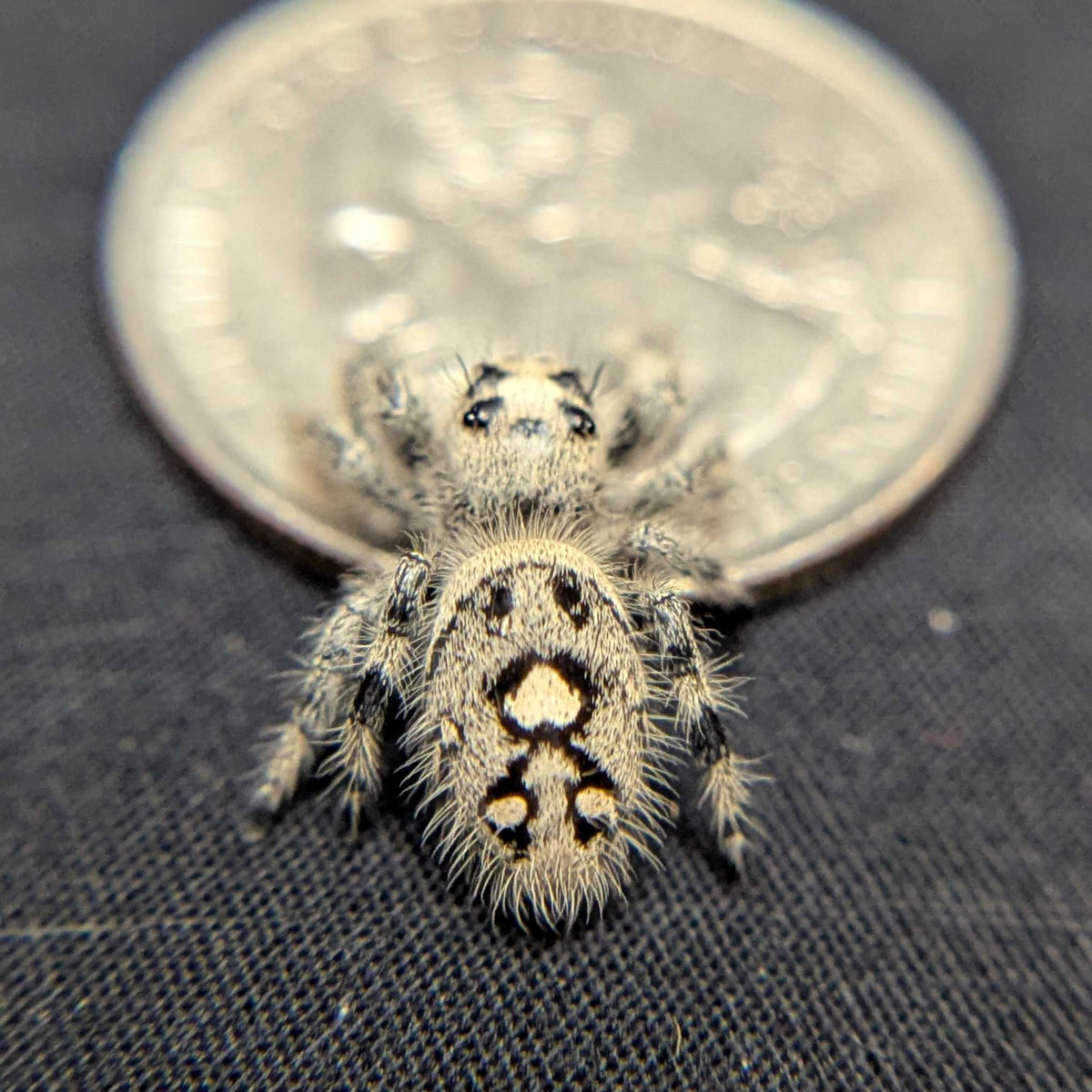 Regal Jumping Spider "Cotton"