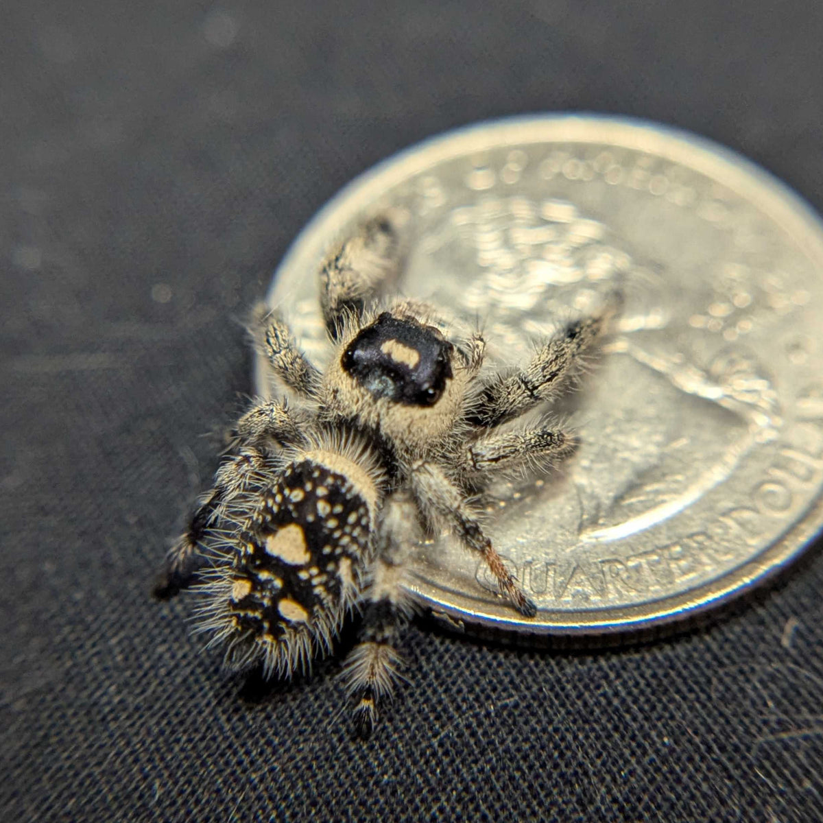Regal Jumping Spider "Powder"
