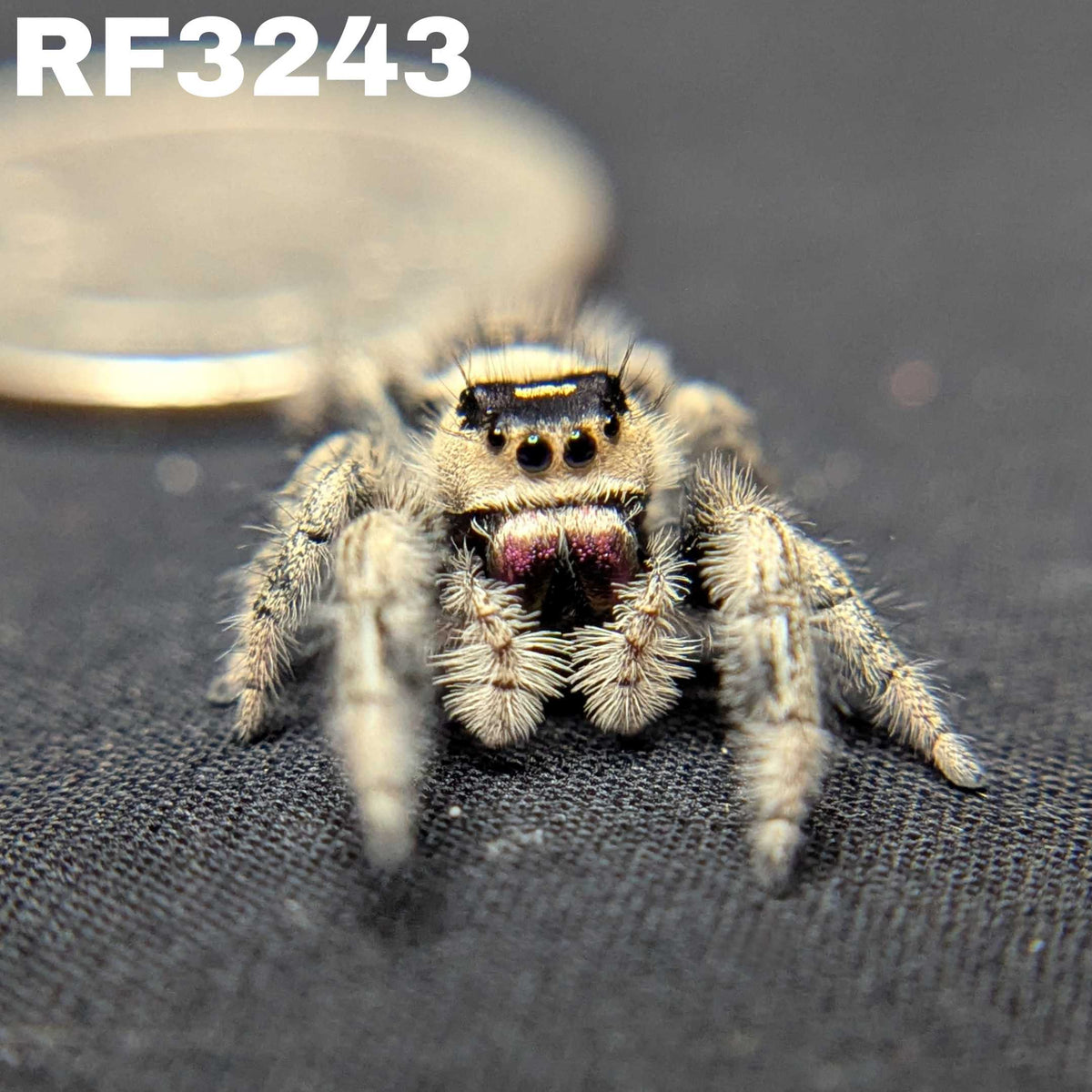 Regal Jumping Spider "Powder"