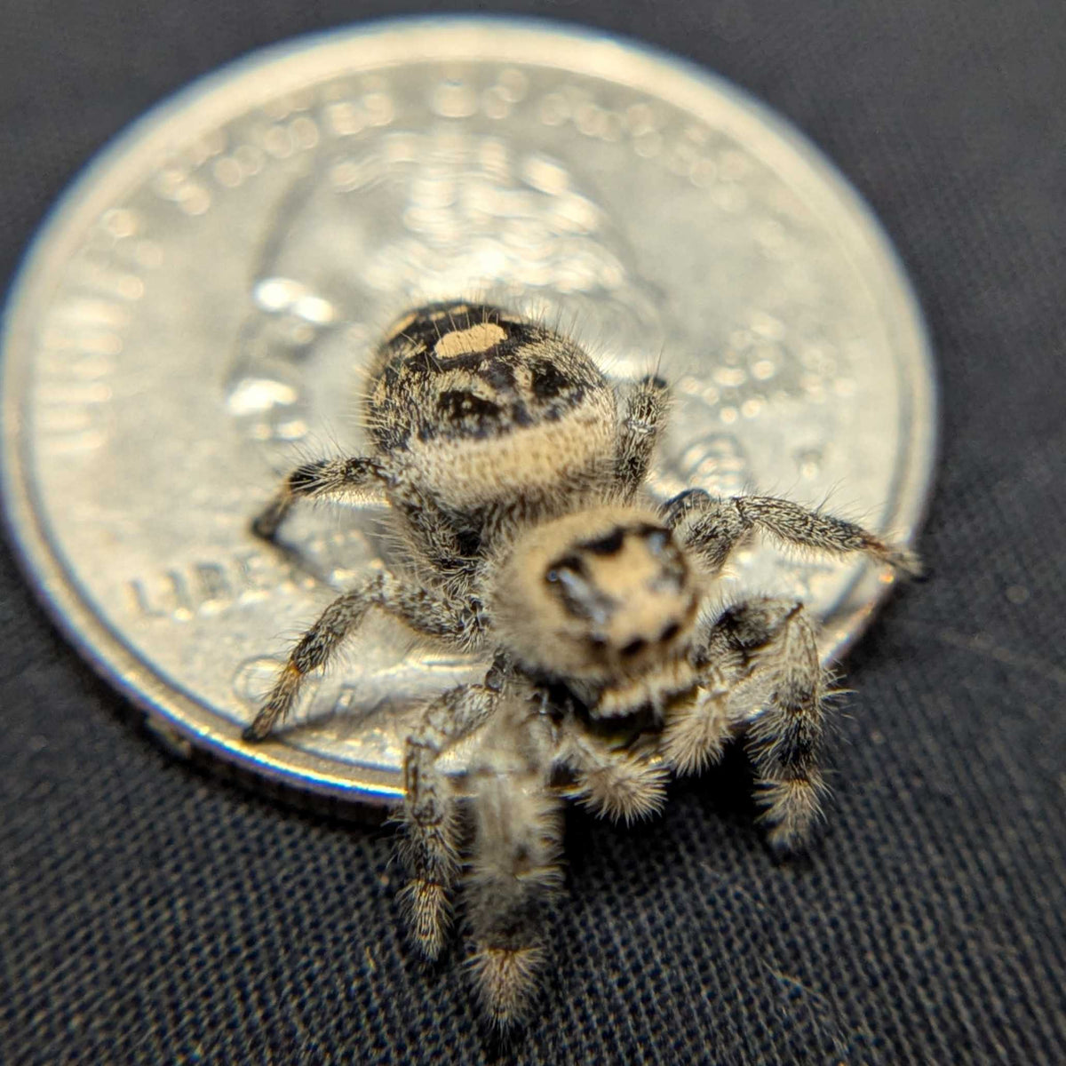 Regal Jumping Spider "Waffle"
