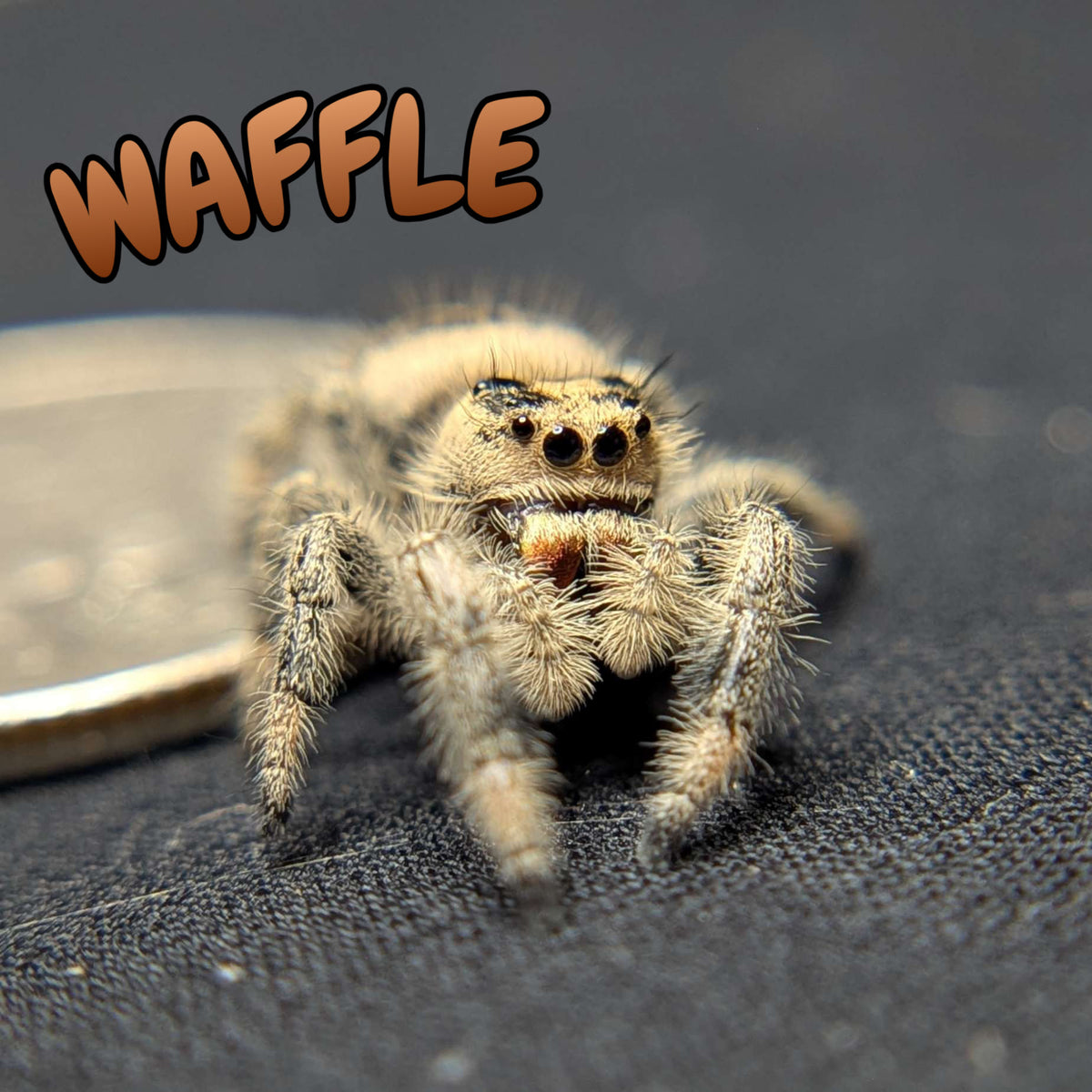 Regal Jumping Spider "Waffle"