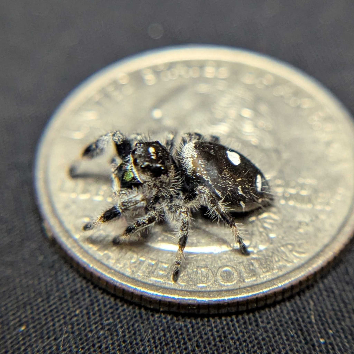 Regal Jumping Spider "Neon"
