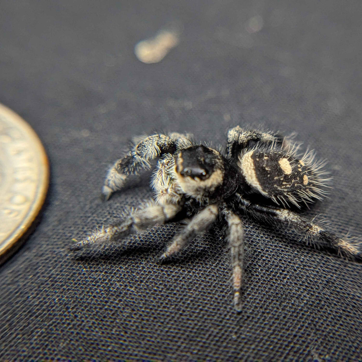 Regal Jumping Spider "Doobie”