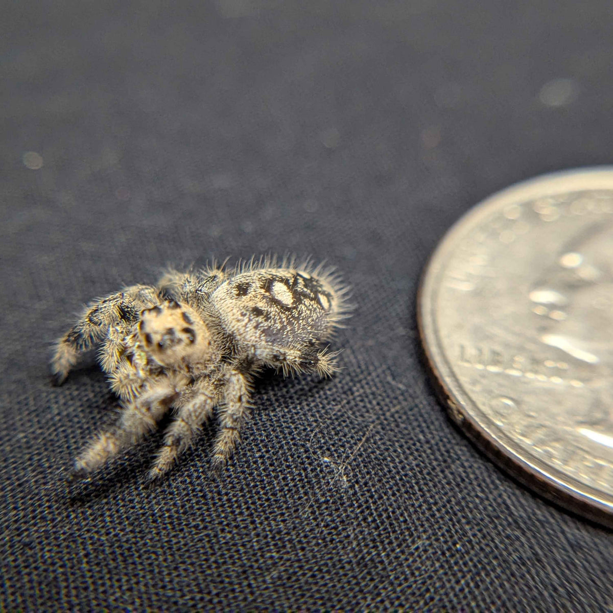 Regal Jumping Spider "Toasty"