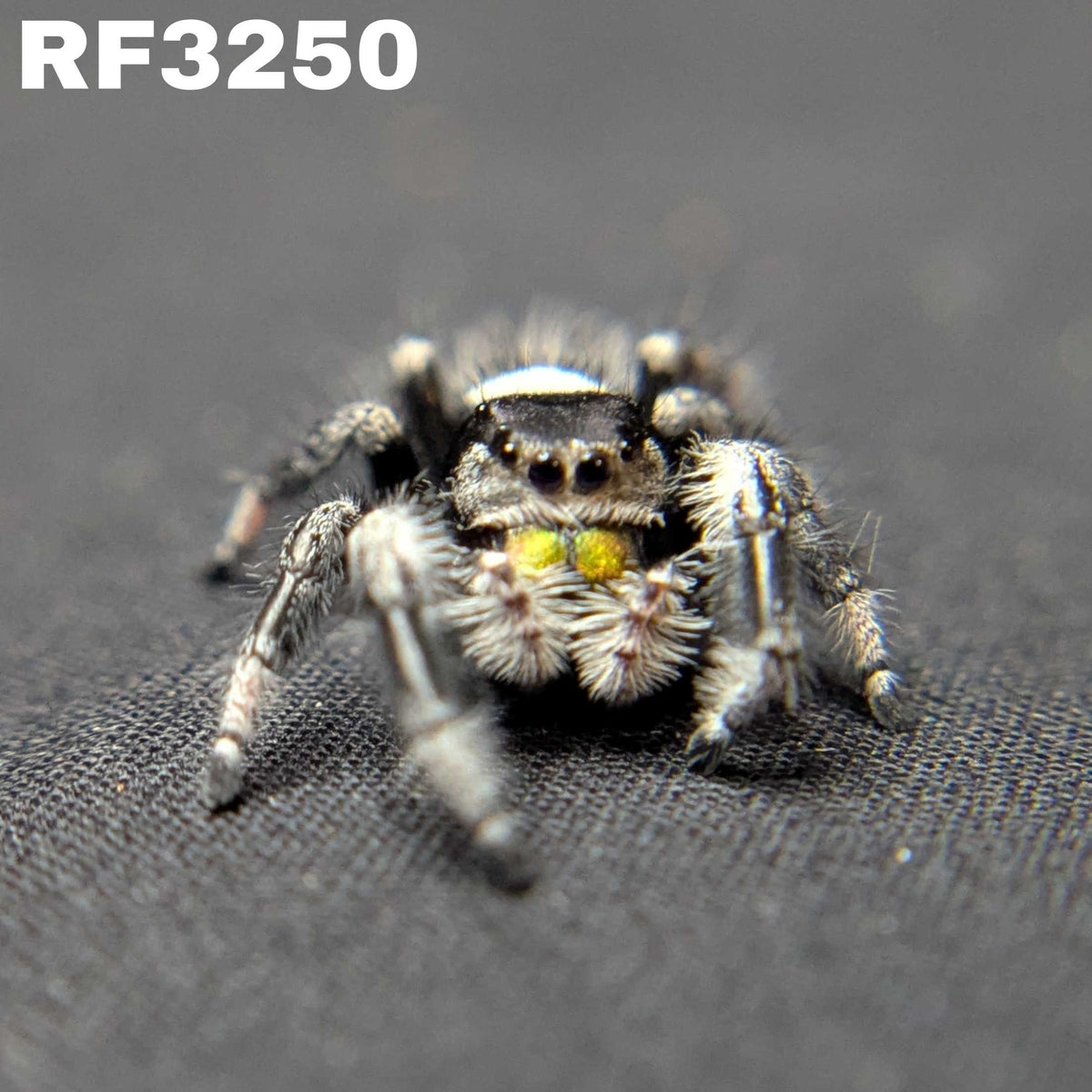 Regal Jumping Spider "Shadow"