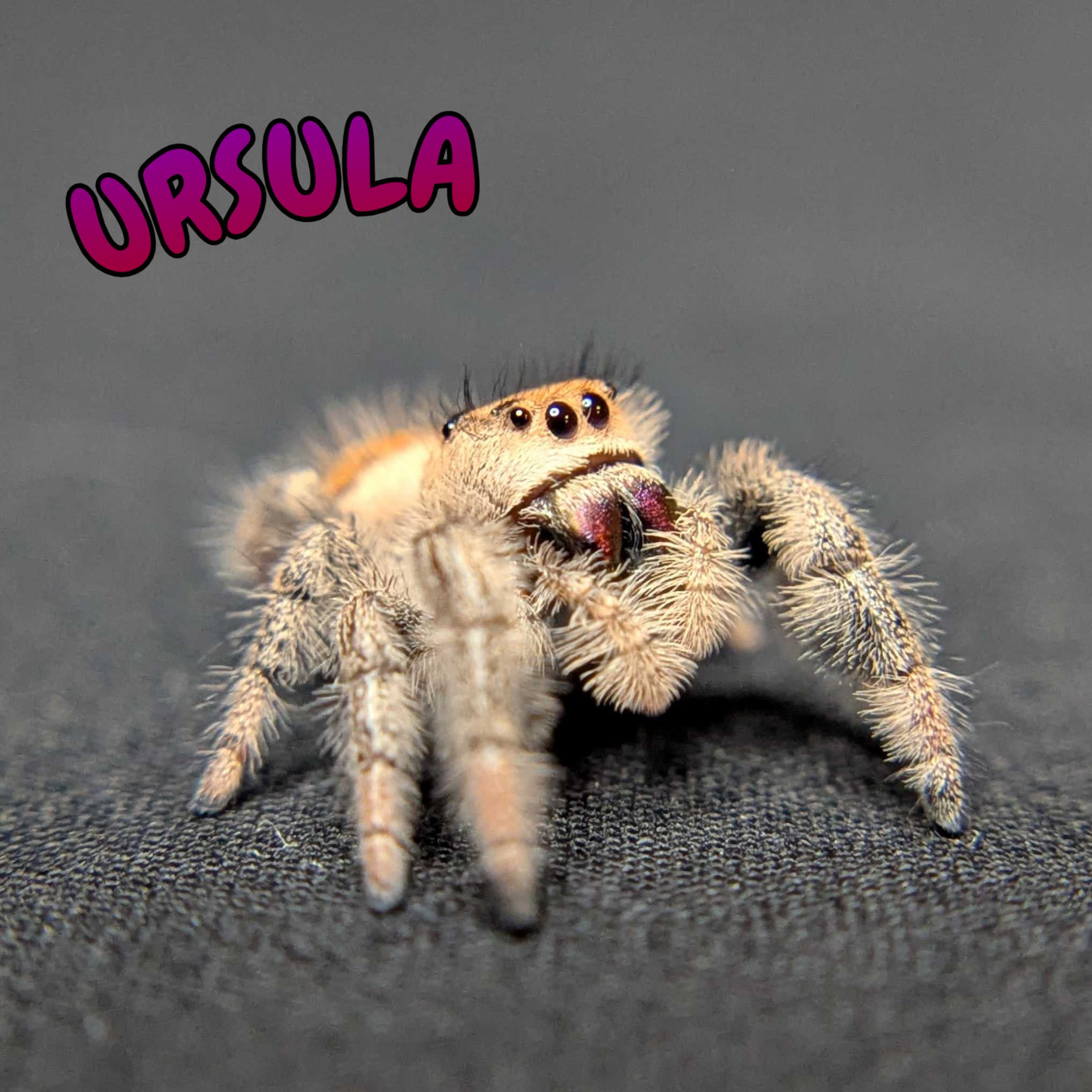 Regal Jumping Spider "Ursula"