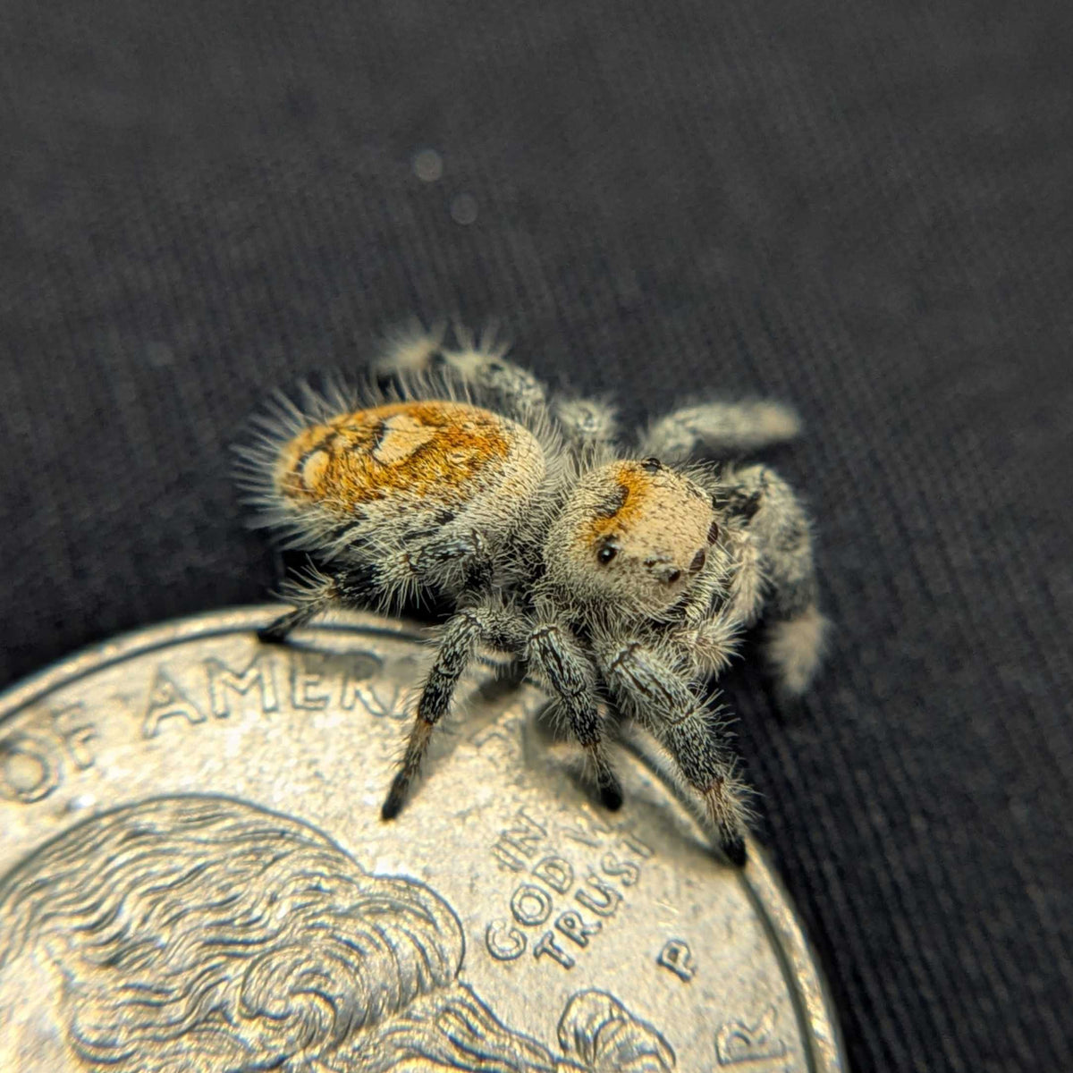 Regal Jumping Spider “Dosidos”