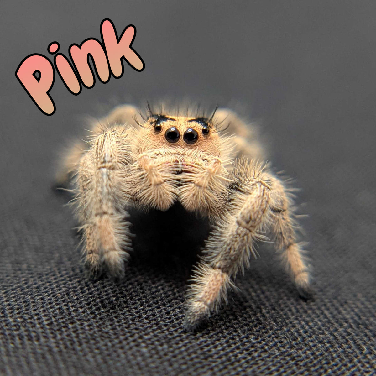 Regal Jumping Spider "Pink"