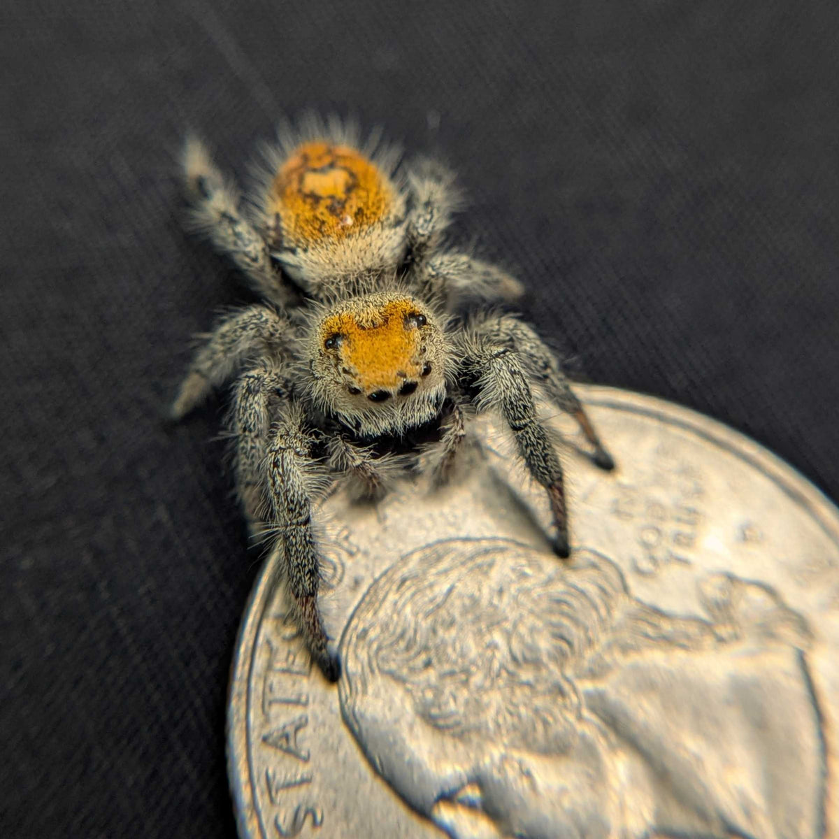 Regal Jumping Spider "Joy"