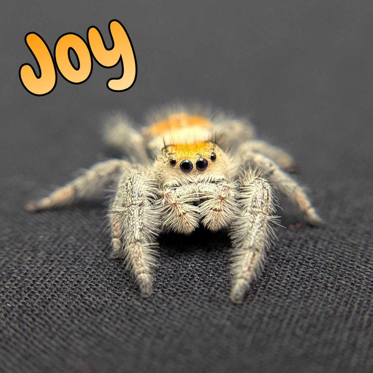 Regal Jumping Spider "Joy"