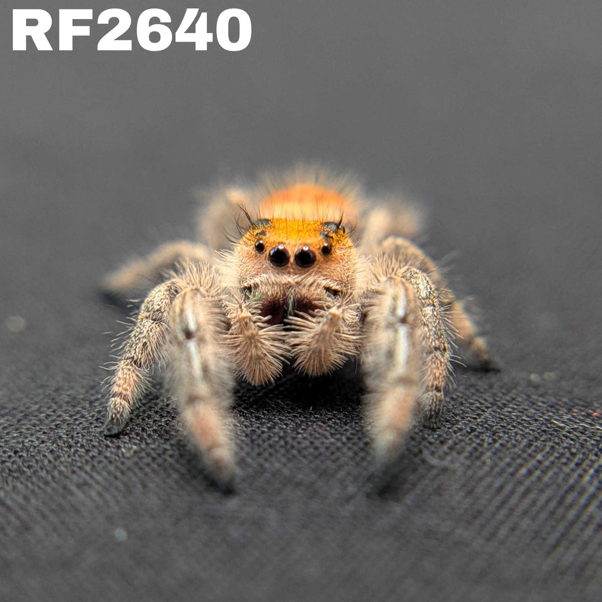 Regal Jumping Spider "Stardust"