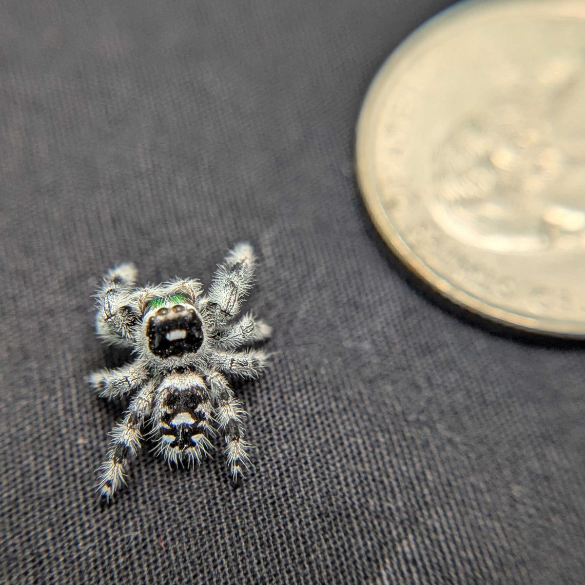 Regal Jumping Spider "Glacier”