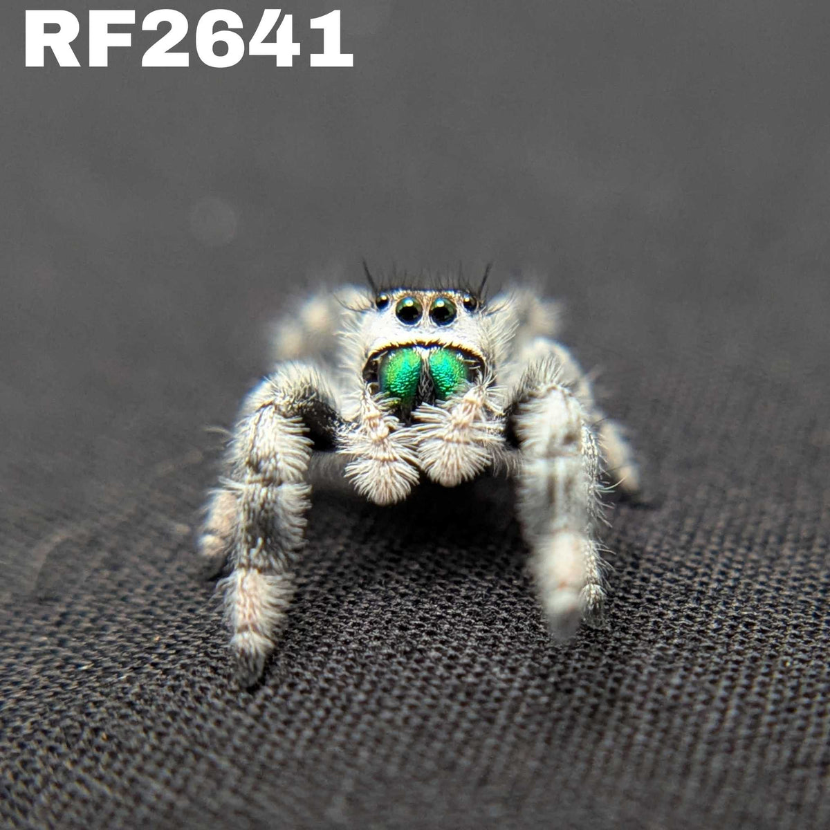 Regal Jumping Spider "Glacier”