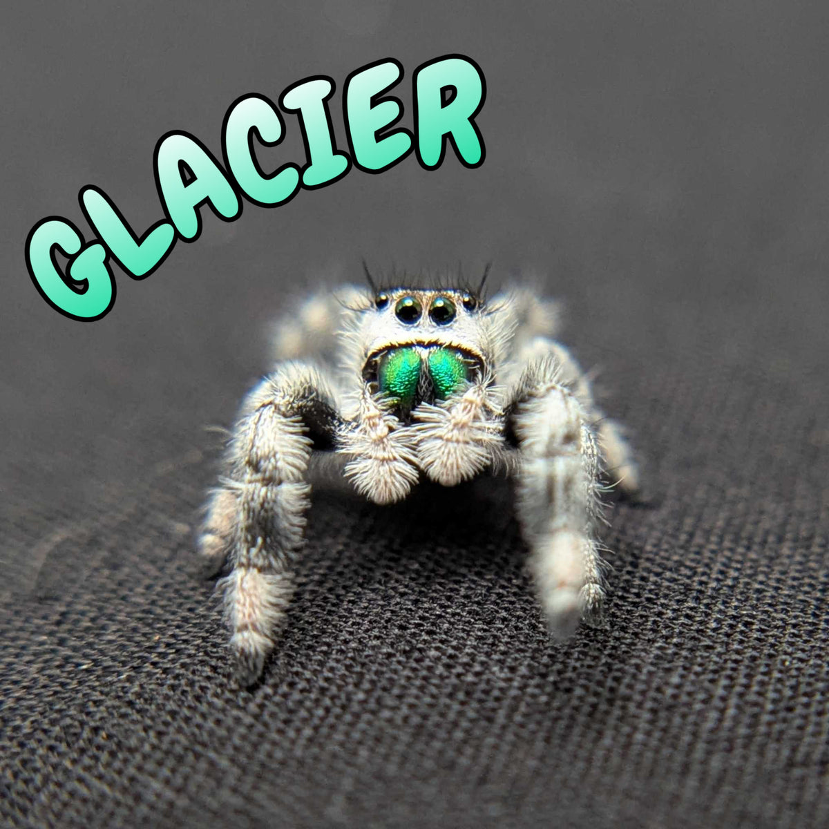 Regal Jumping Spider "Glacier”