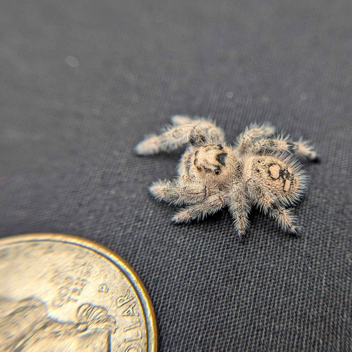 Regal Jumping Spider "Bubblegum"