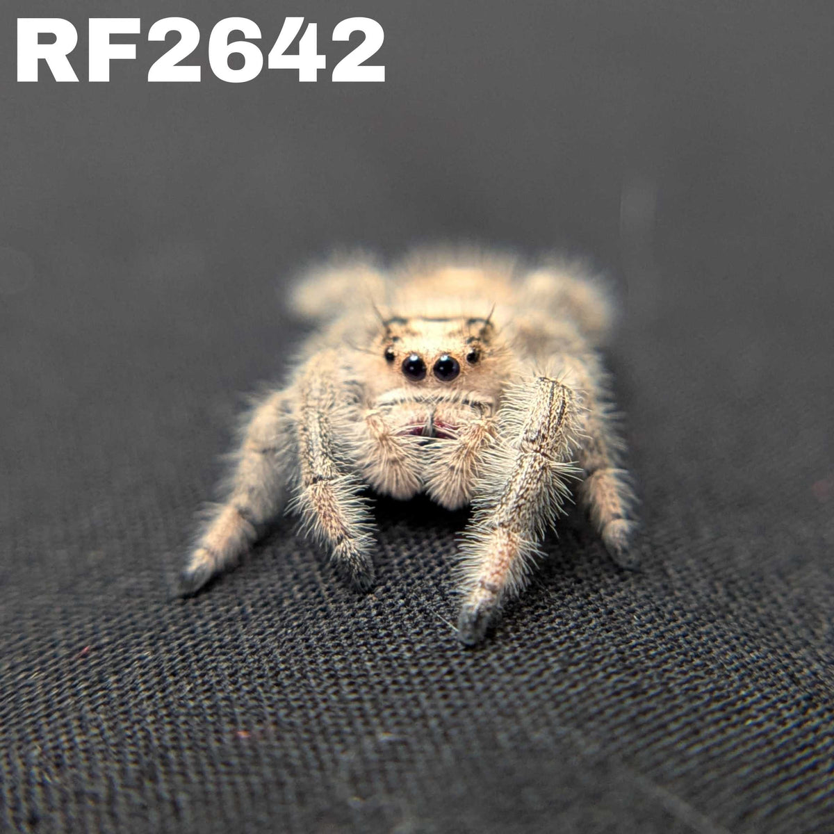 Regal Jumping Spider "Bubblegum"
