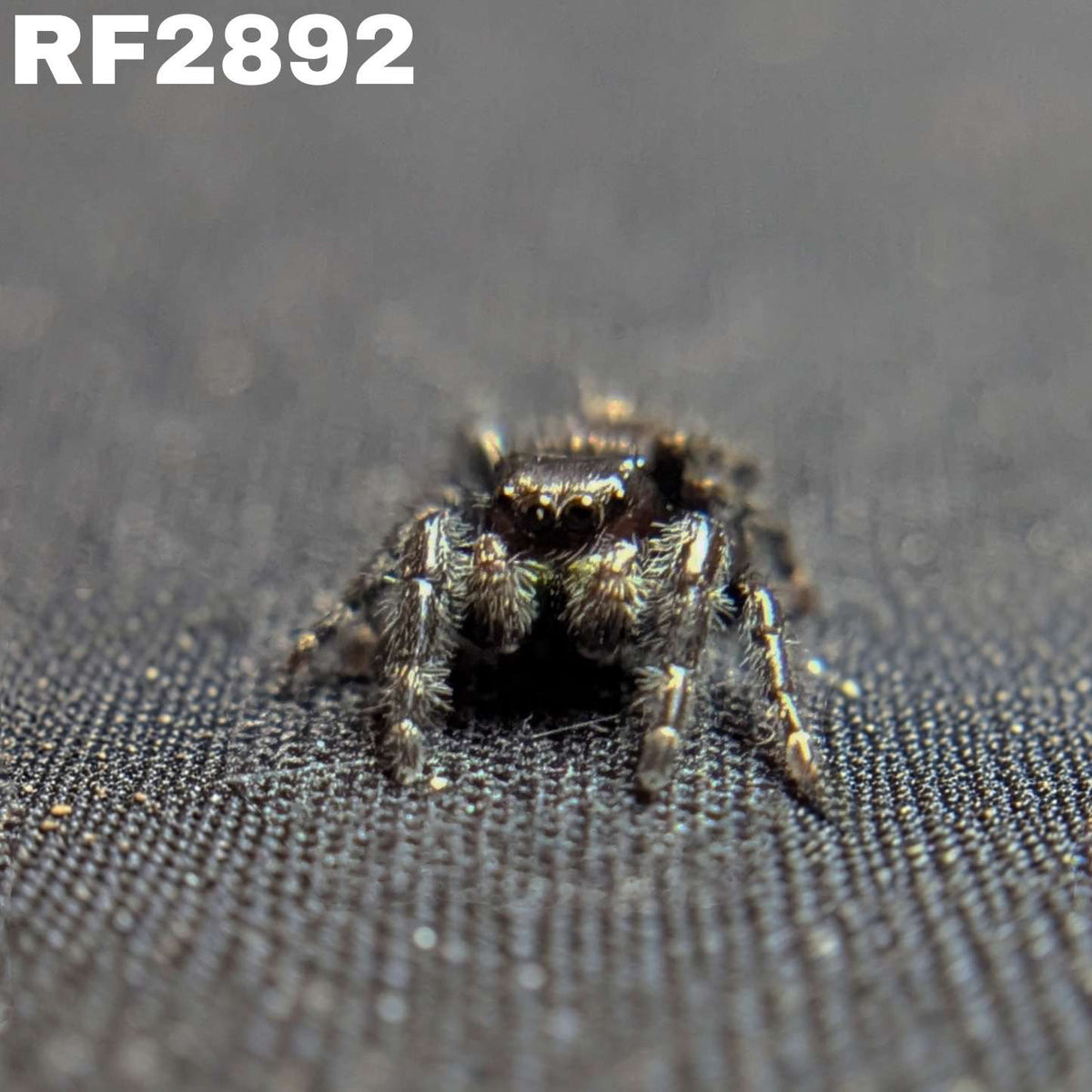 Audax Jumping Spider “Panda”