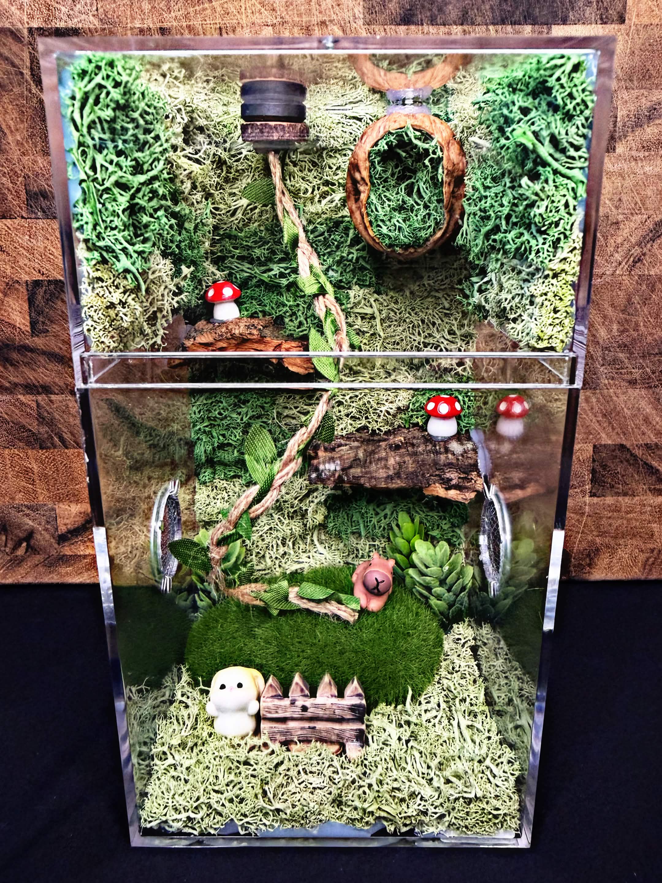 Custom Jumping Spider Enclosure