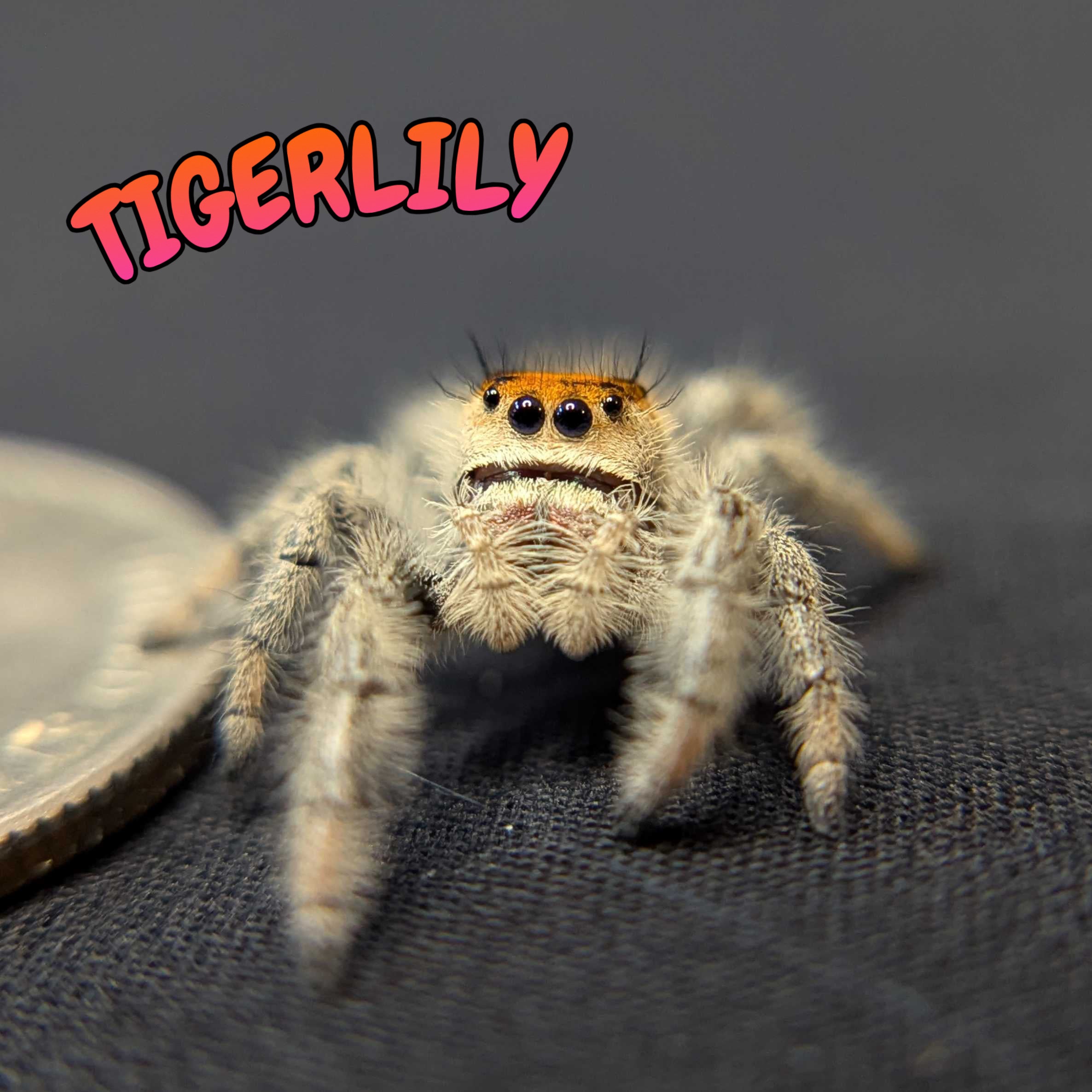 ~Auction~ Regal Jumping Spider "Tigerlily”