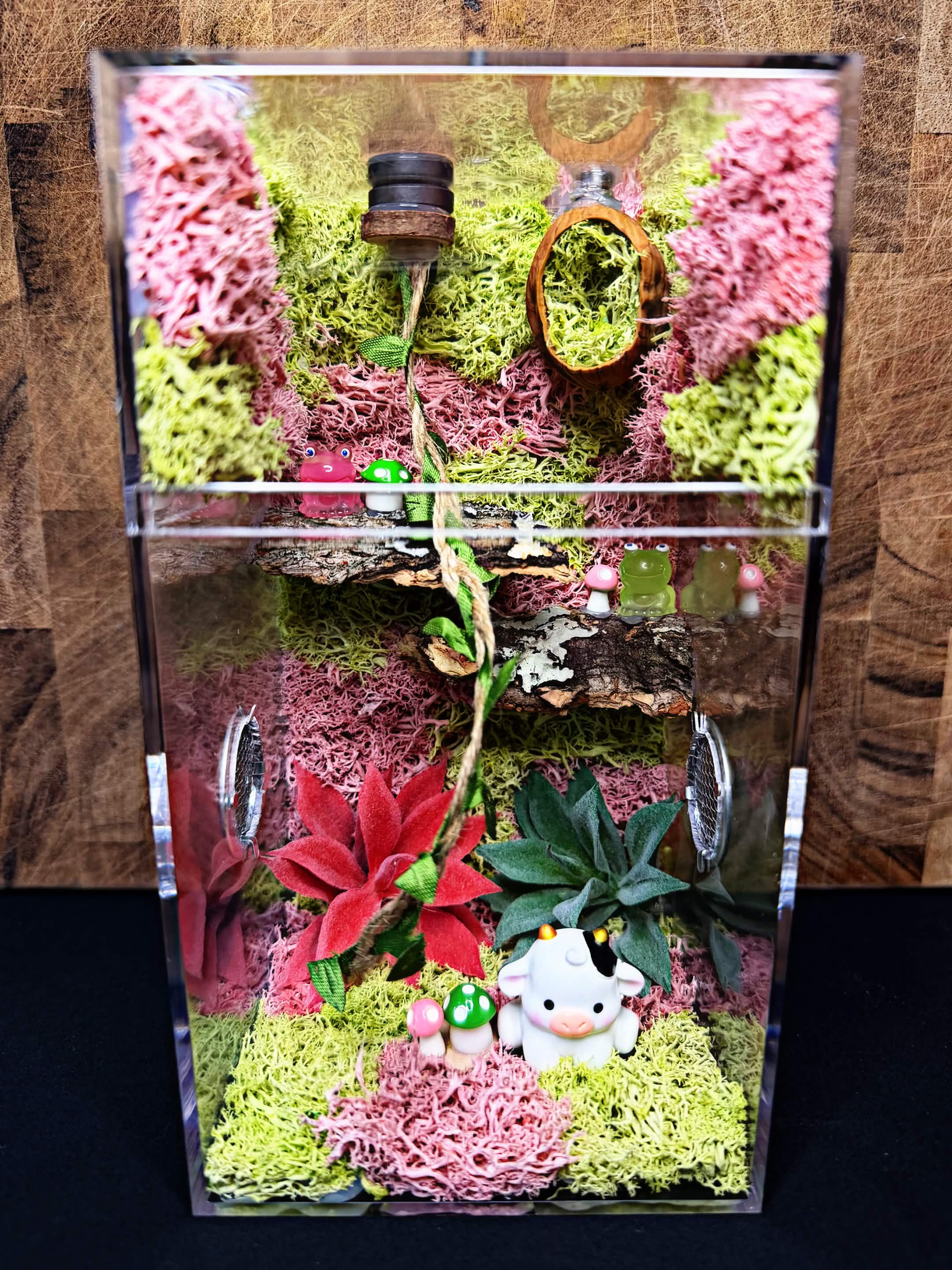 Custom Jumping Spider Enclosure