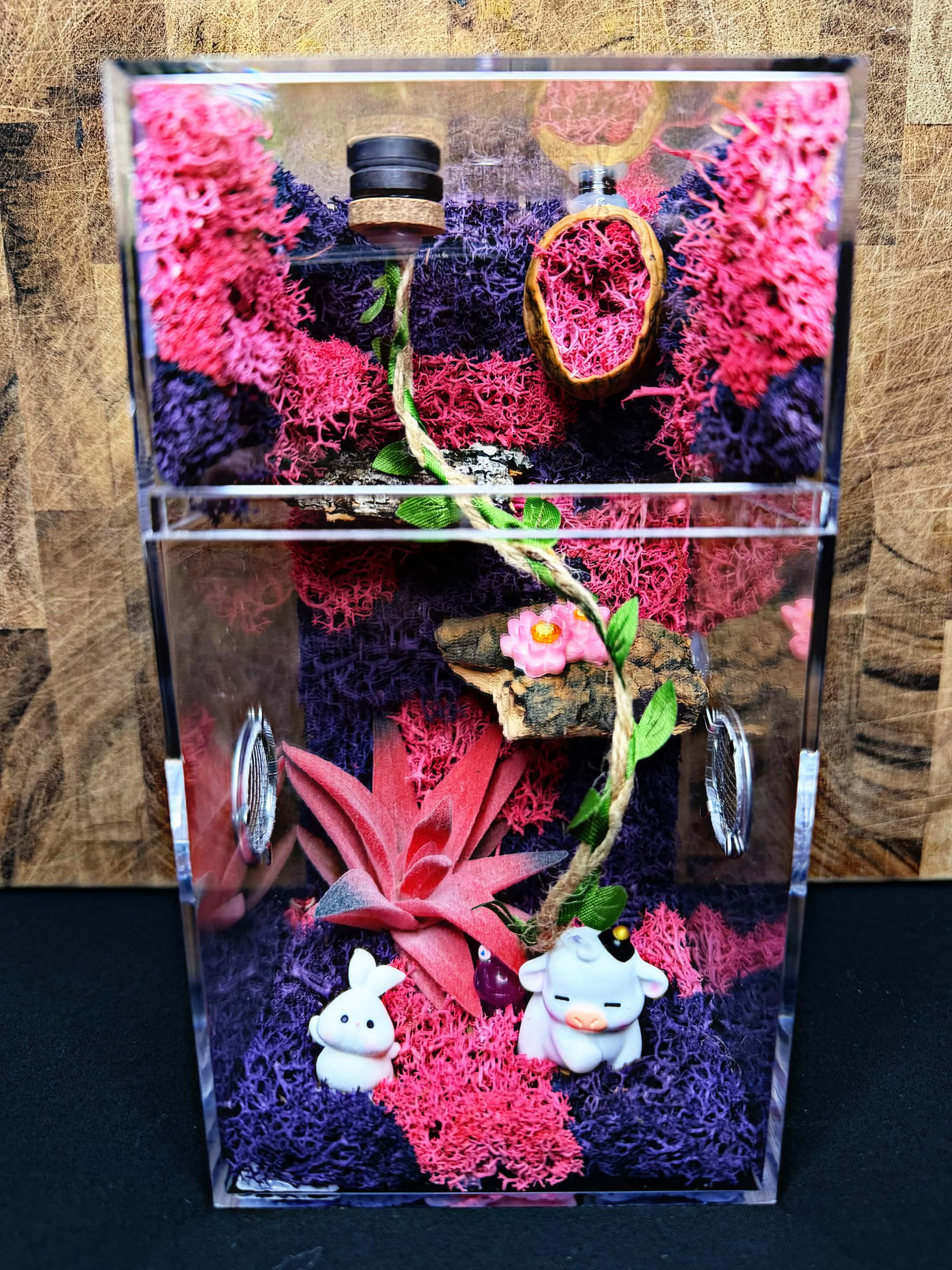 Custom Jumping Spider Enclosure