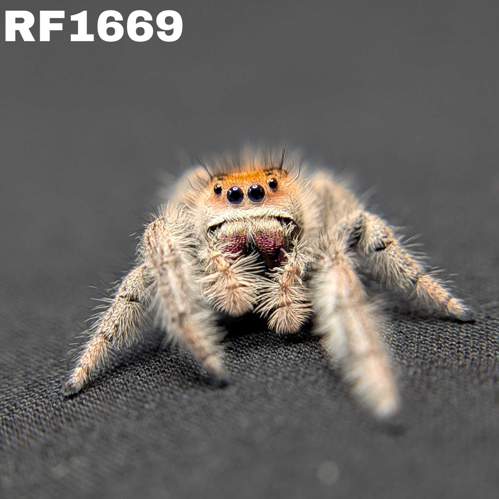 Regal Jumping Spider "Lily"