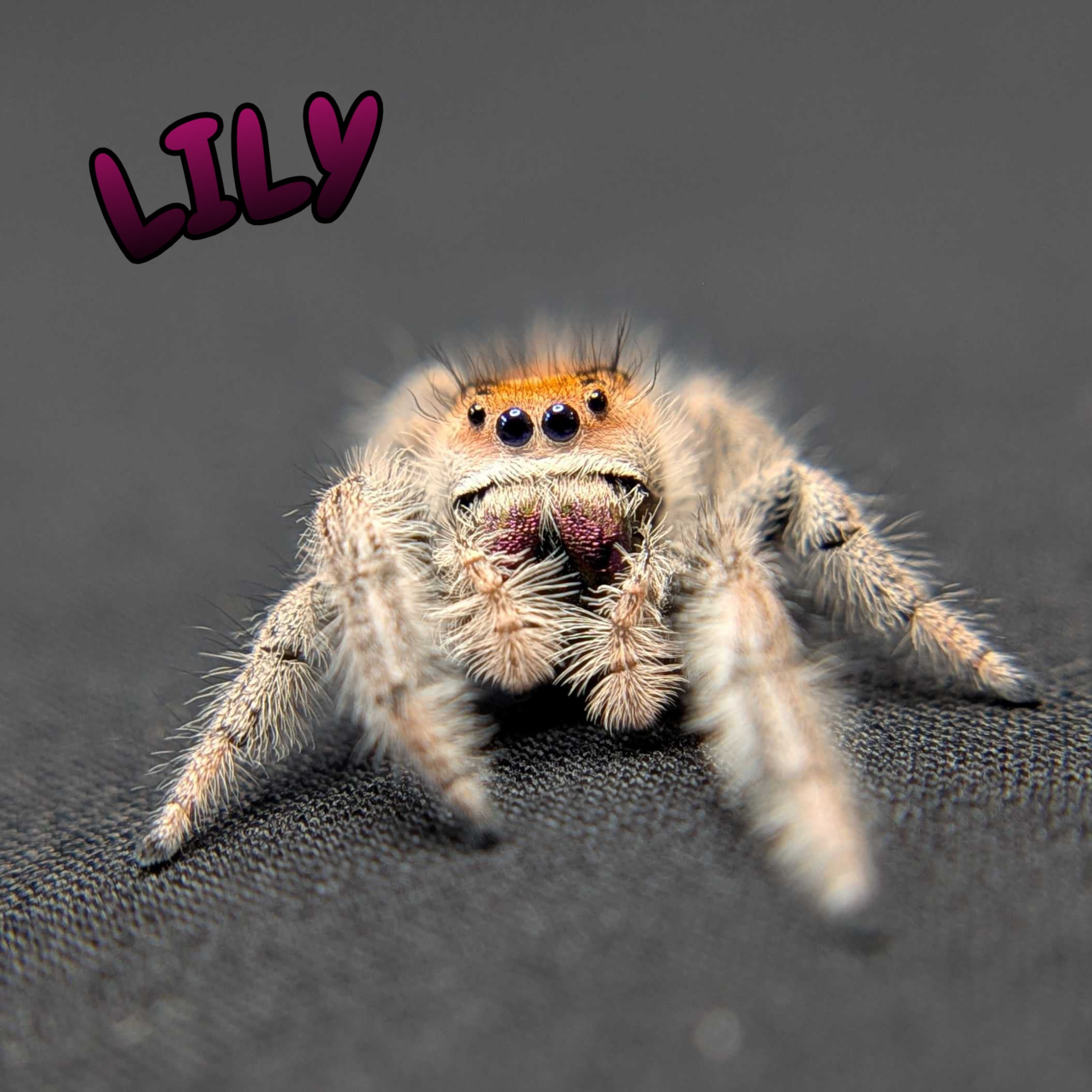 Regal Jumping Spider "Lily"