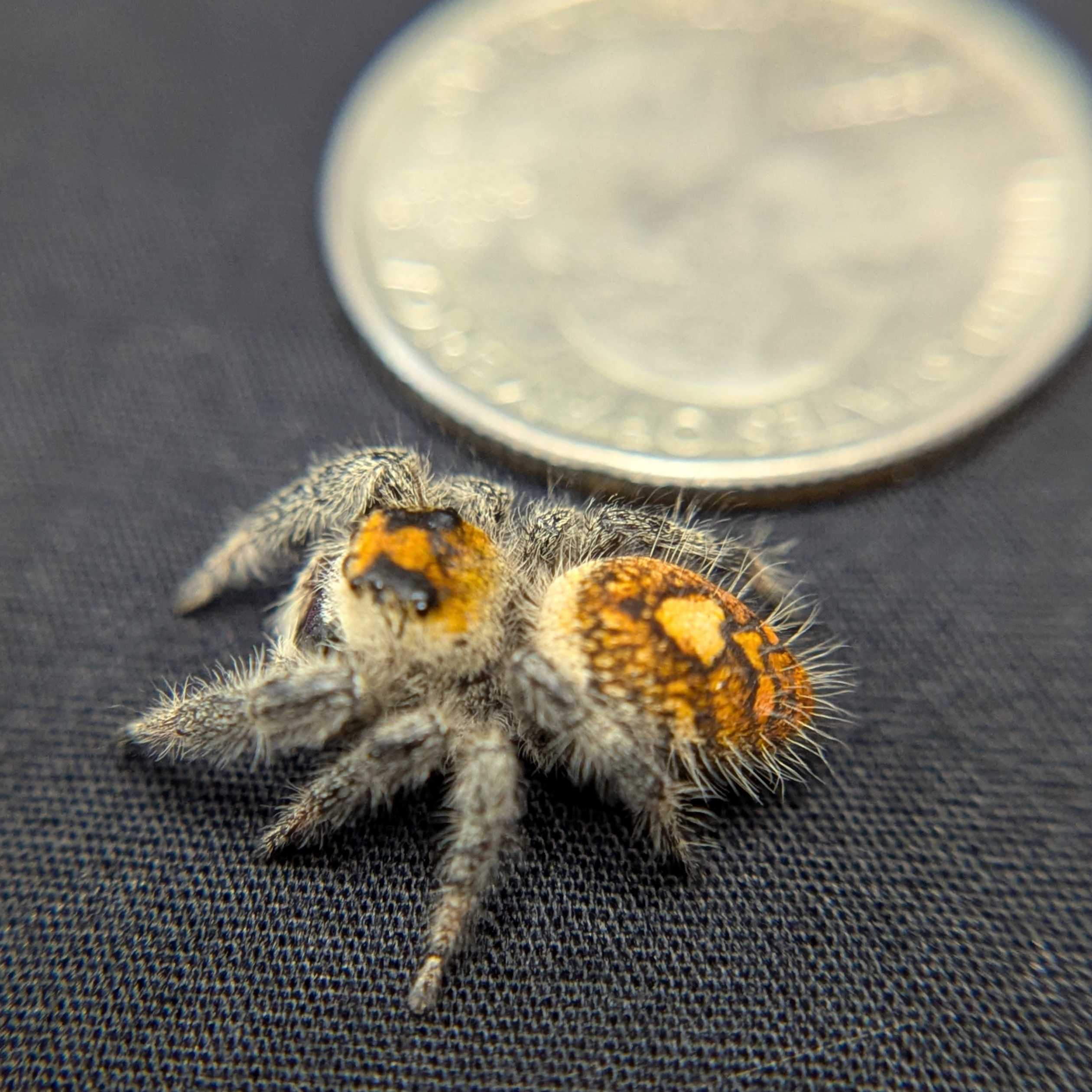 Regal Jumping Spider "Frostberry"