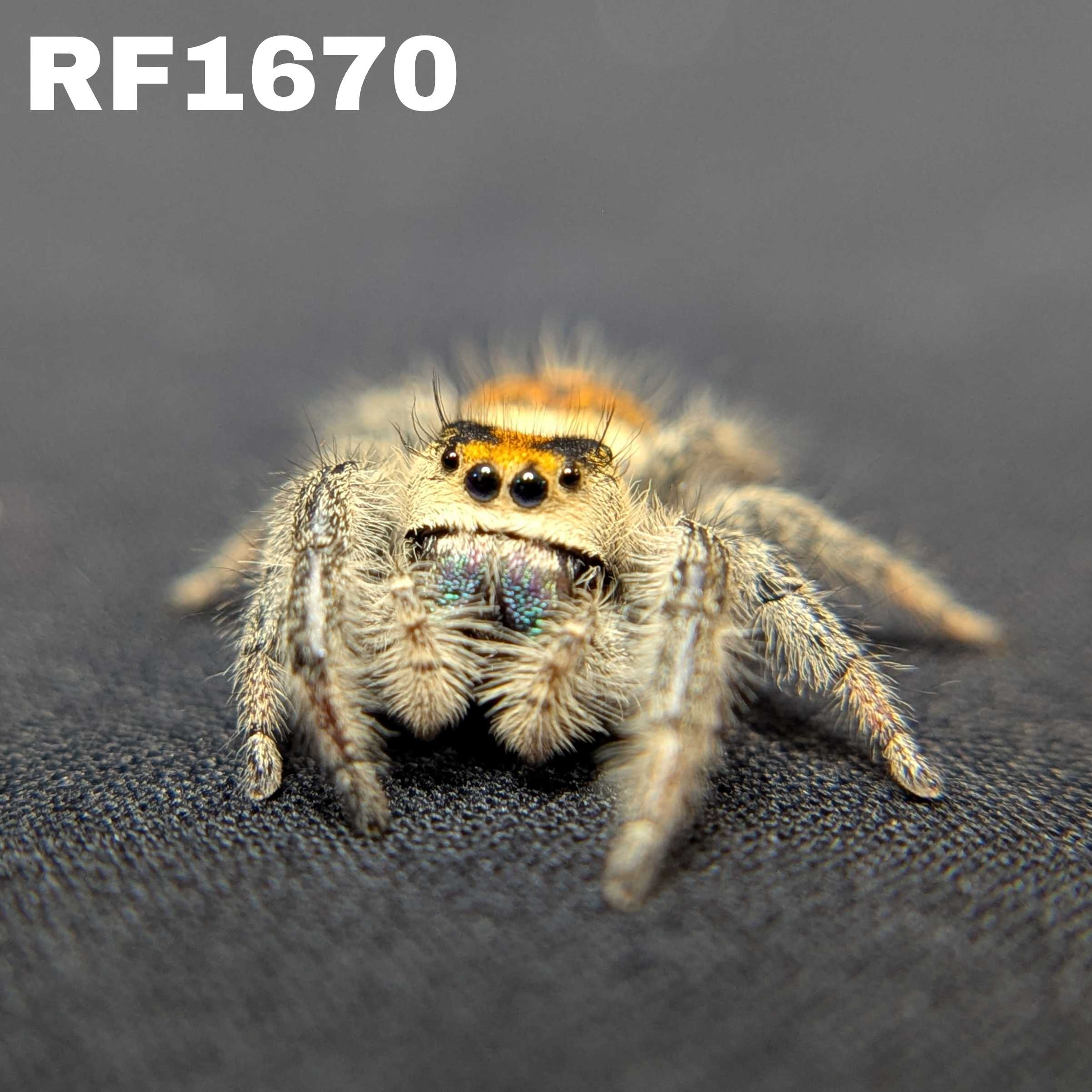 Regal Jumping Spider "Frostberry"