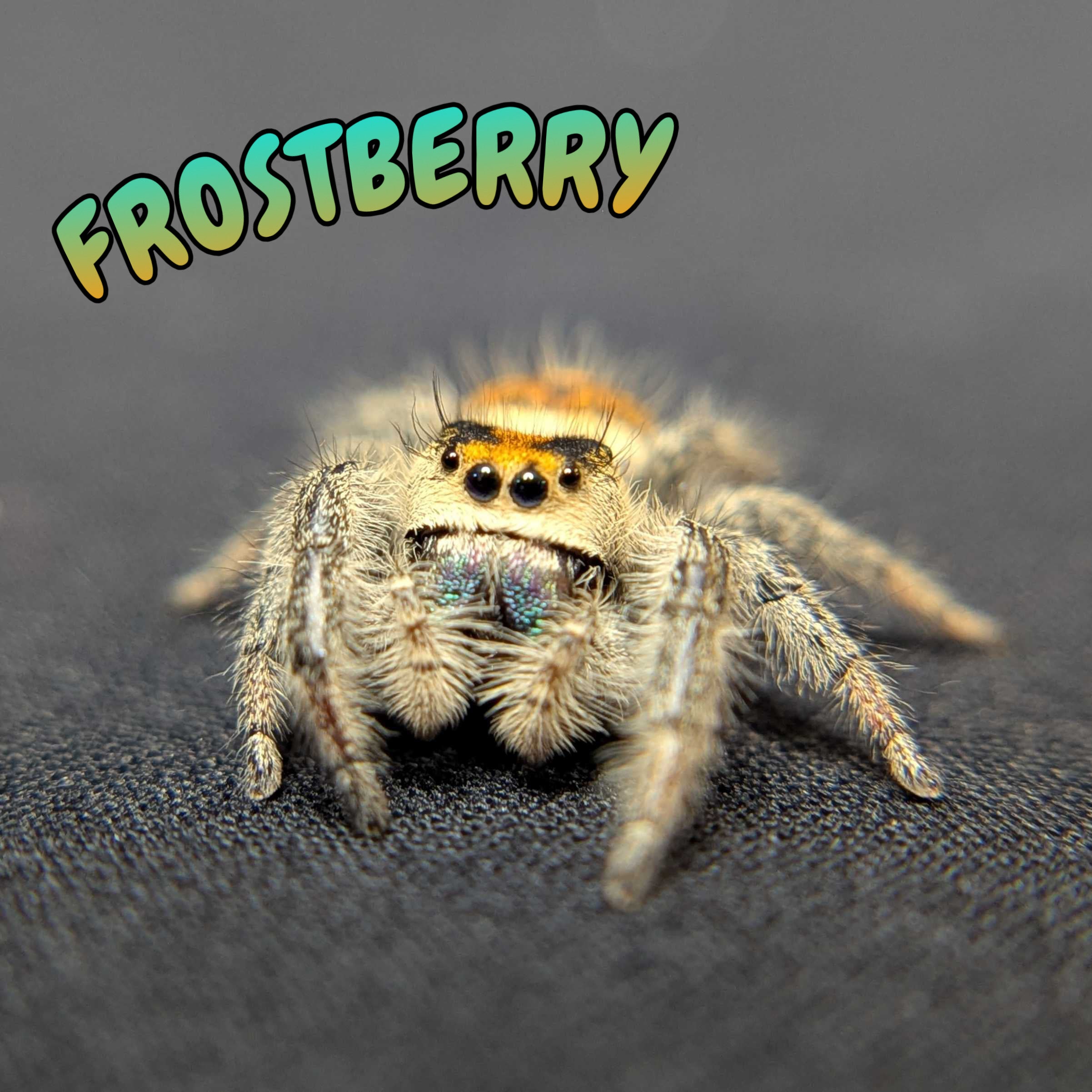 Regal Jumping Spider "Frostberry"