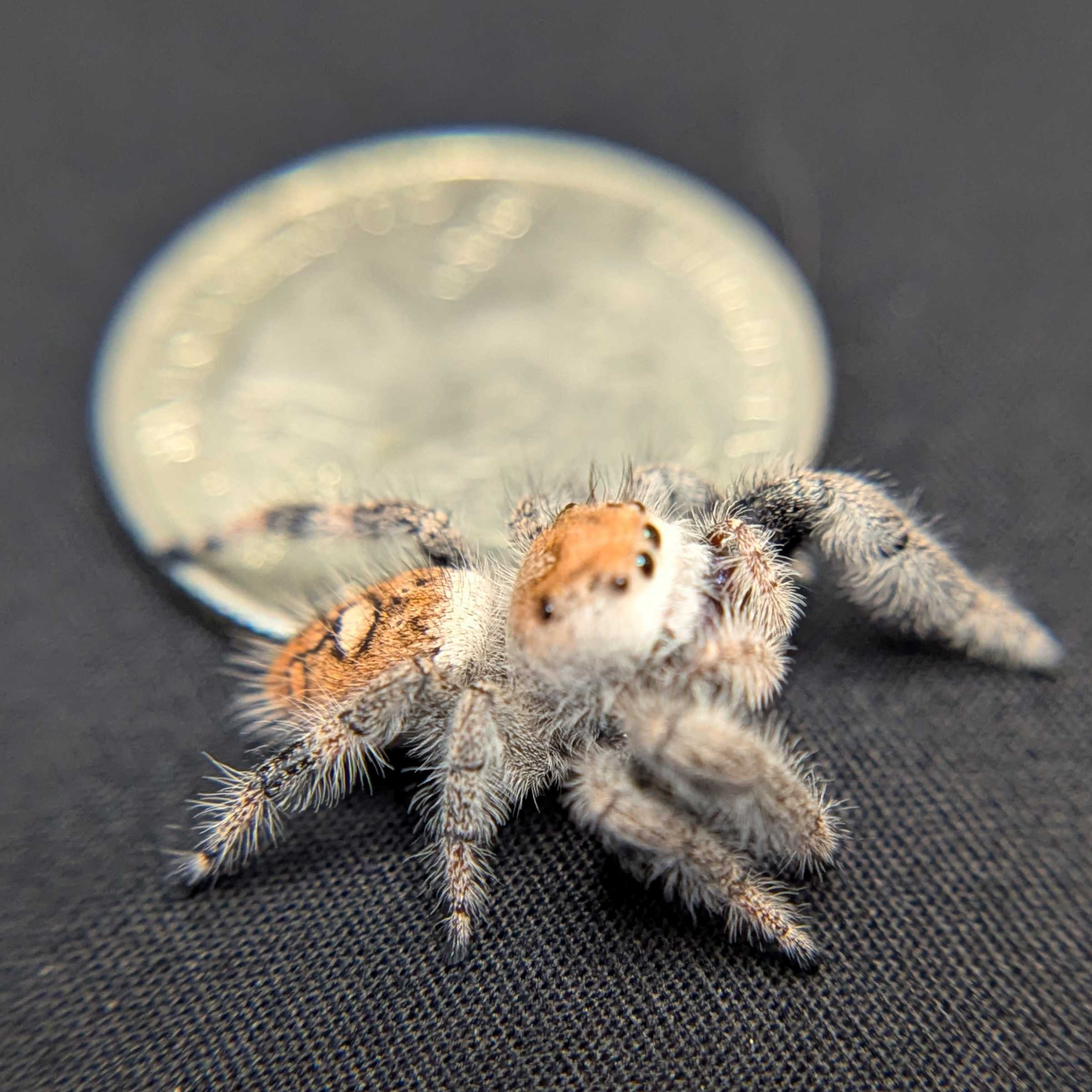 Regal Jumping Spider “Purple”