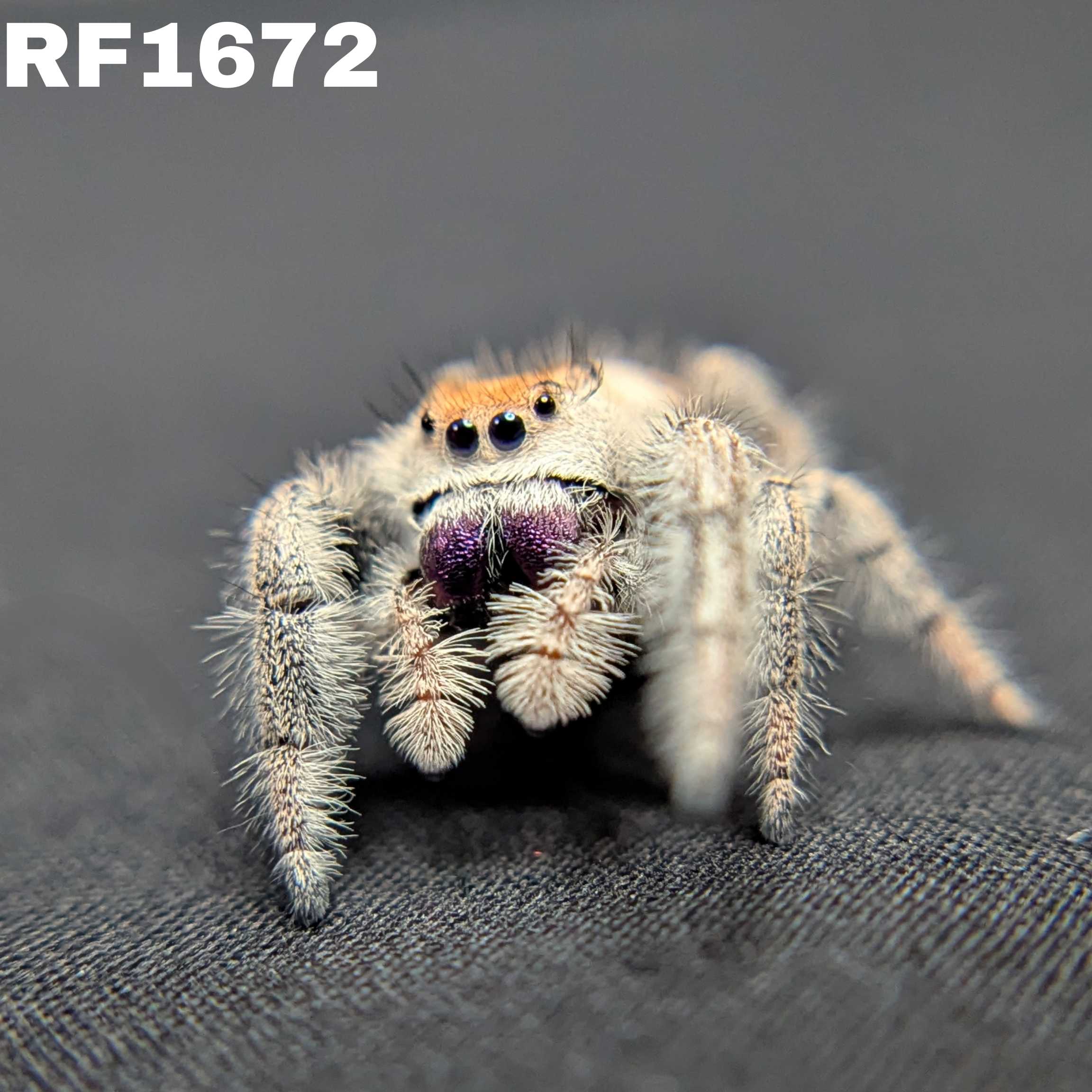 Regal Jumping Spider “Purple”