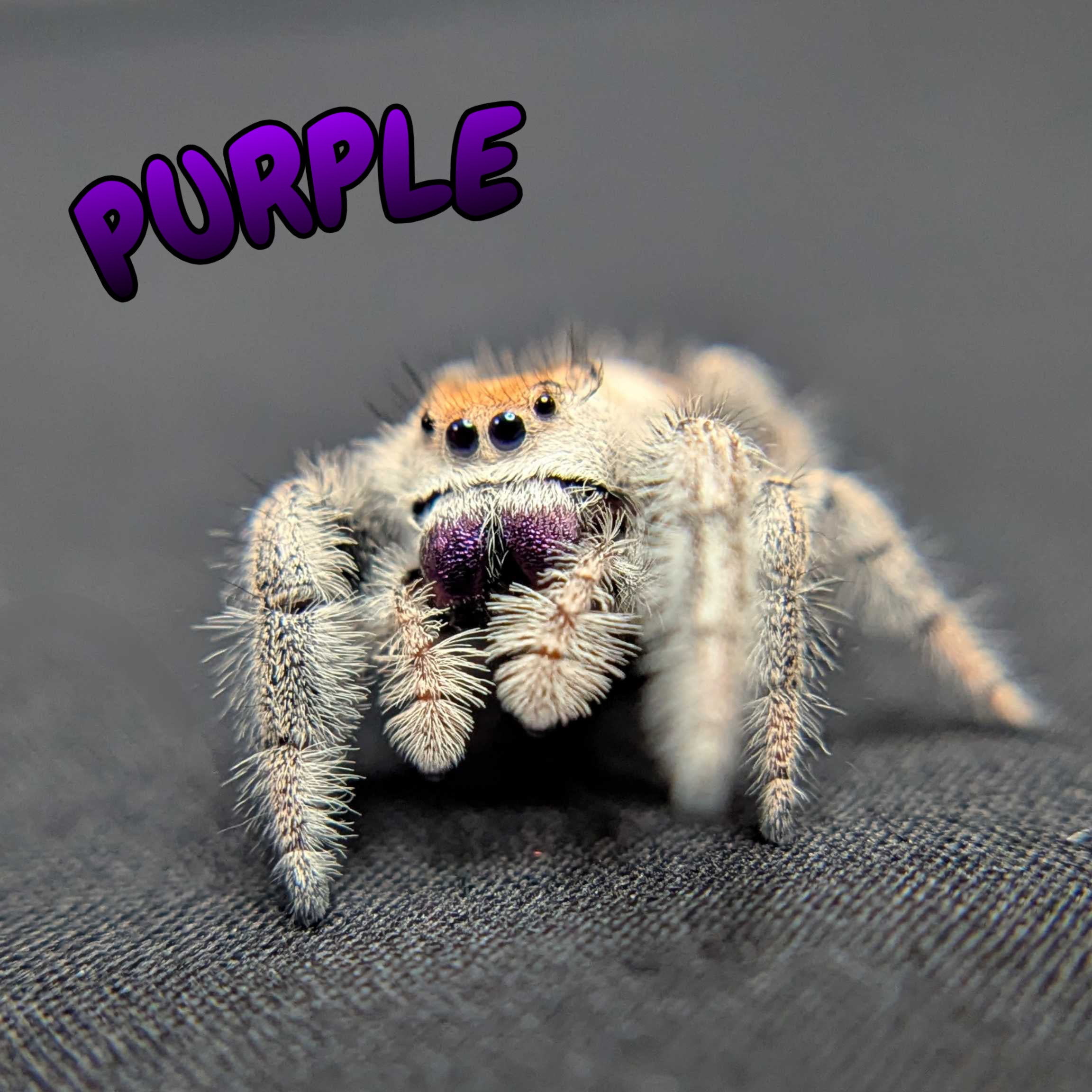 Regal Jumping Spider “Purple”