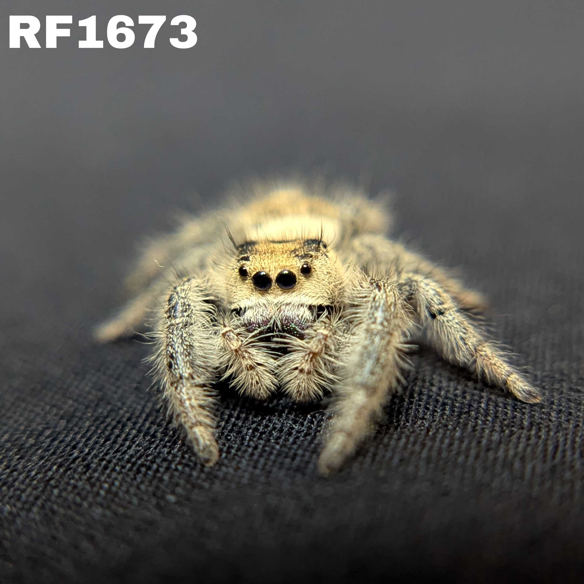 Regal Jumping Spider "Goose"