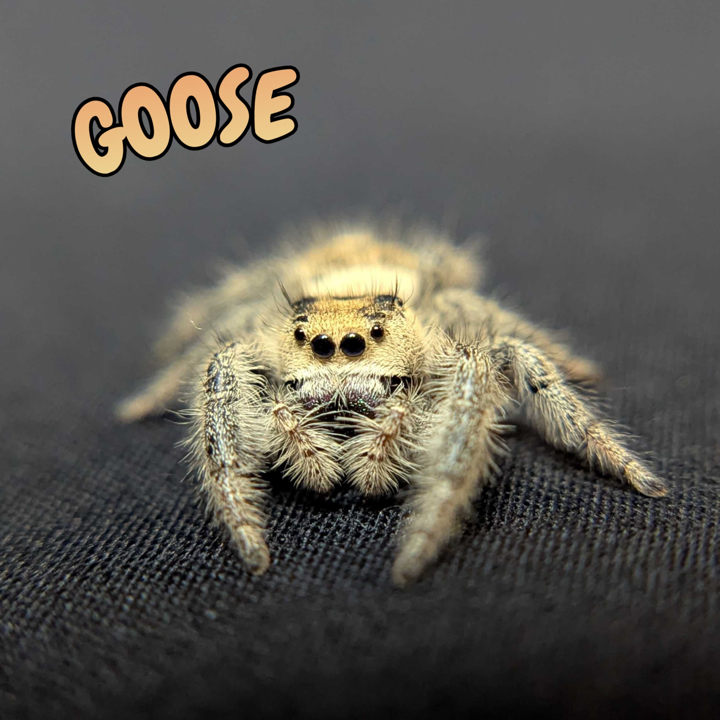 Regal Jumping Spider "Goose"