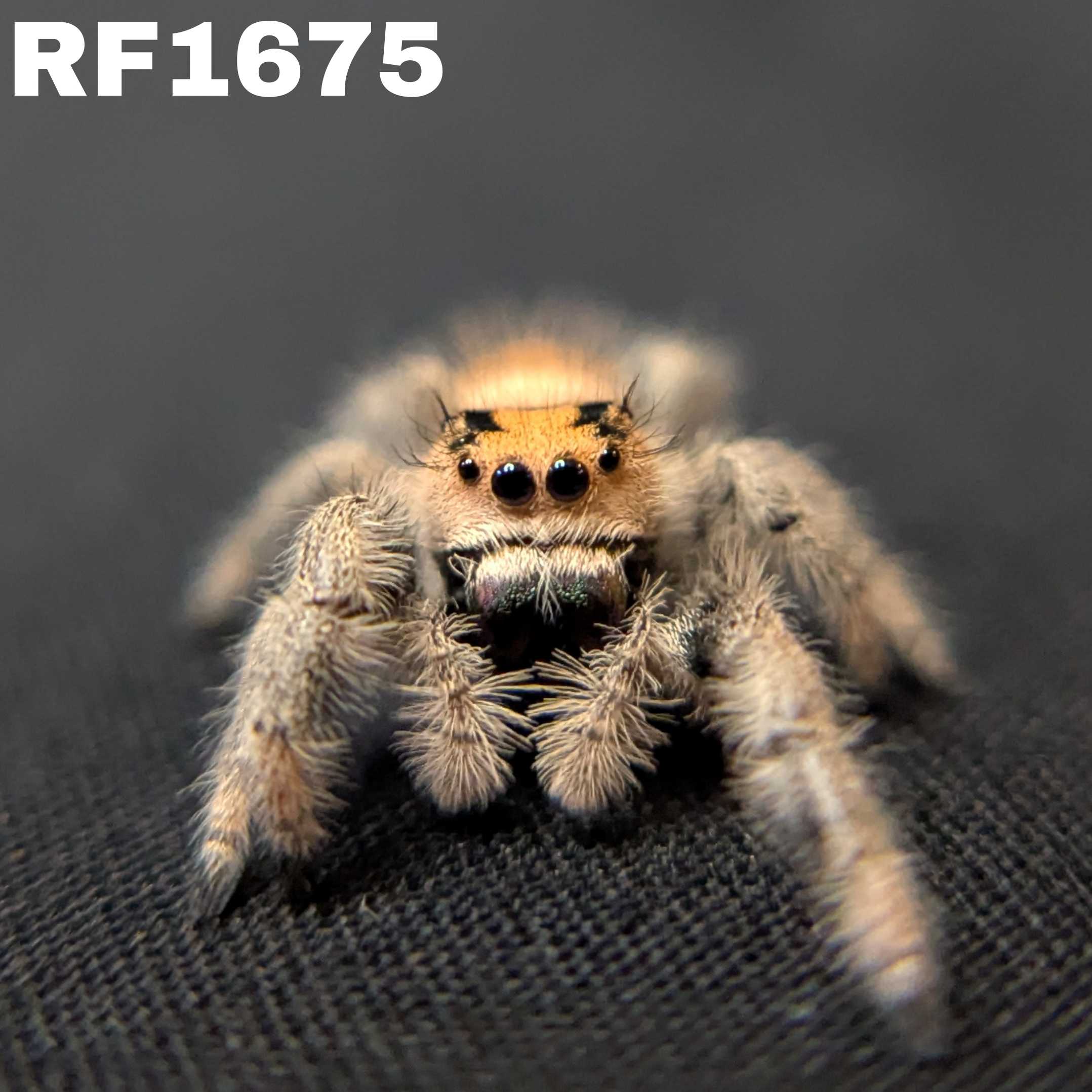 Regal Jumping Spider "Cookie"